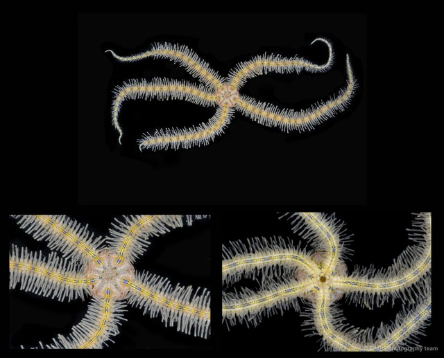 Macrophiothrix hybrida•&copy; CMBS photography team•All Rights Reserved