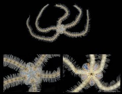 Macrophiothrix lineocaerulea•&copy; CMBS photography team•All Rights Reserved