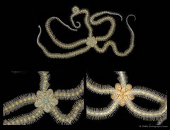 Macrophiothrix lineocaerulea•&copy; CMBS photography team•All Rights Reserved