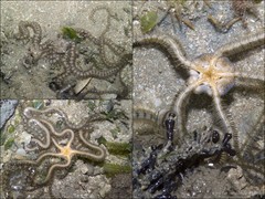 Macrophiothrix longipeda•&copy; Ria Tan•All Rights Reserved