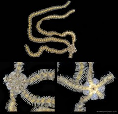 Macrophiothrix longipeda•&copy; CMBS photography team•All Rights Reserved