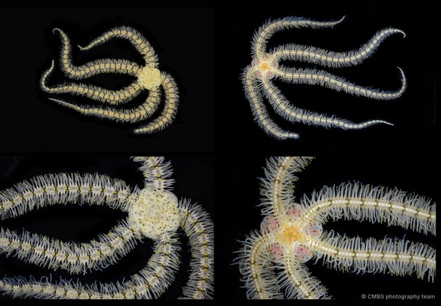 Macrophiothrix lorioli•&copy; CMBS photography team•All Rights Reserved