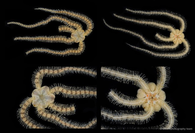 Macrophiothrix robillardi•&copy; CMBS photography team•All Rights Reserved