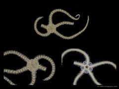 Ophiocnemis marmorata•&copy; CMBS photography team•All Rights Reserved