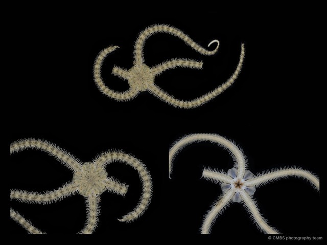 Ophiocnemis marmorata•&copy; CMBS photography team•All Rights Reserved