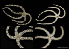 Ophiocnemis marmorata•&copy; CMBS photography team•All Rights Reserved