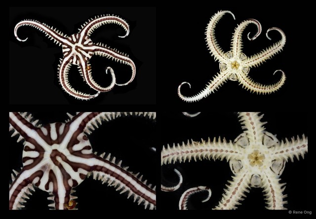 Ophiomaza sp. "SEA-1988"•&copy; Rene Ong•All Rights Reserved