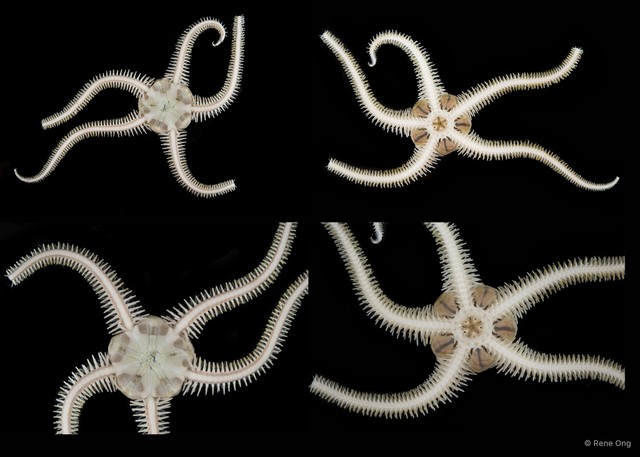 Ophiomaza sp. "SEA-2263"•&copy; Rene Ong•All Rights Reserved