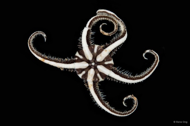 Ophiomaza sp. "SEA-2803"•&copy; Rene Ong•All Rights Reserved