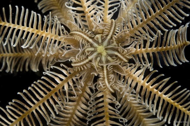 Ophiomaza sp. "SEA-7765"•&copy; Rene Ong•All Rights Reserved
