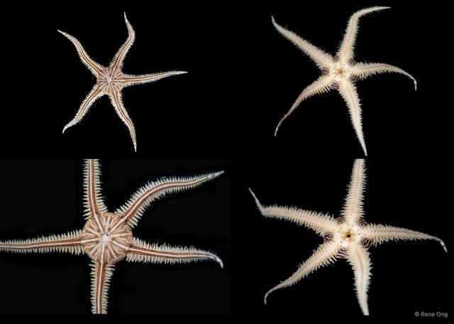 Ophiomaza sp. "SEA-7787"•&copy; Rene Ong•All Rights Reserved