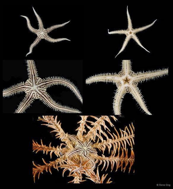 Ophiomaza sp. "SEA-7911"•&copy; Rene Ong•All Rights Reserved