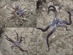 Ophiomaza cacaotica•&copy; Ria Tan•All Rights Reserved