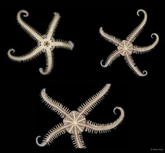 Ophiomaza cacaotica•&copy; Rene Ong•All Rights Reserved