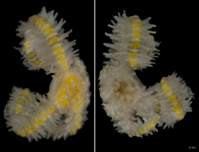 Ophiothela sp. "IP0216"•&copy; REL•All Rights Reserved