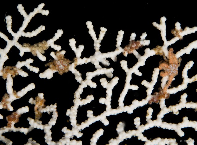Ophiothela sp. "SEA-0550"•&copy; Rene Ong•All Rights Reserved