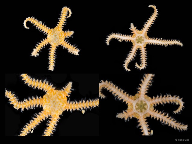 Ophiothela sp. "SEA-9568"•&copy; Rene Ong•All Rights Reserved