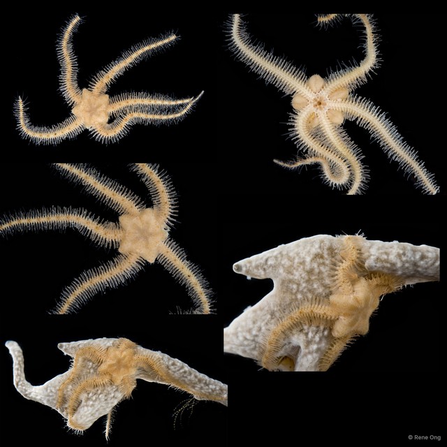 Ophiothrix sp. "1"•&copy; Rene Ong•All Rights Reserved