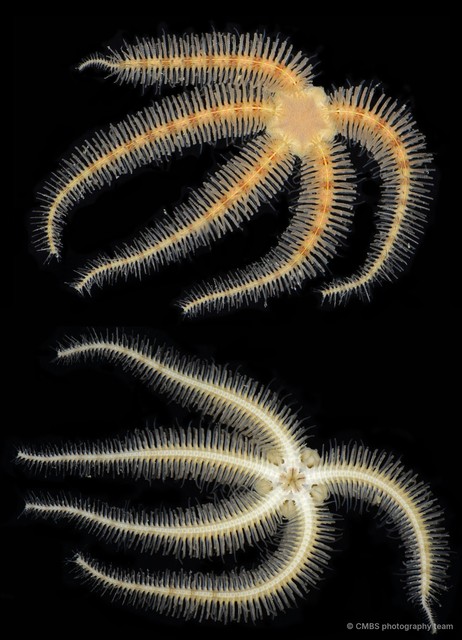 Ophiothrix (Ophiothrix) sp. "11"•&copy; CMBS photography team•All Rights Reserved
