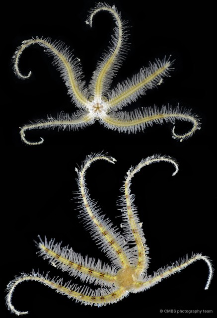 Ophiothrix (Ophiothrix) sp. "12"•&copy; CMBS photography team•All Rights Reserved