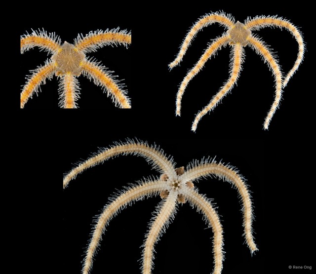 Ophiothrix (Ophiothrix) sp. "13"•&copy; Rene Ong•All Rights Reserved