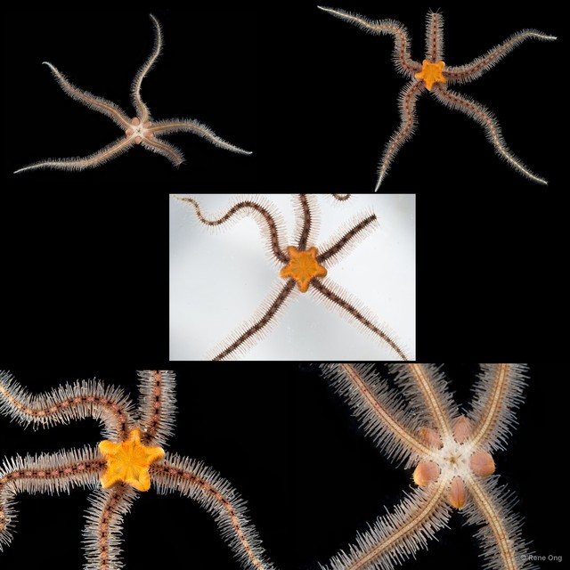 Ophiothrix (Ophiothrix) sp. "14"•&copy; Rene Ong•All Rights Reserved
