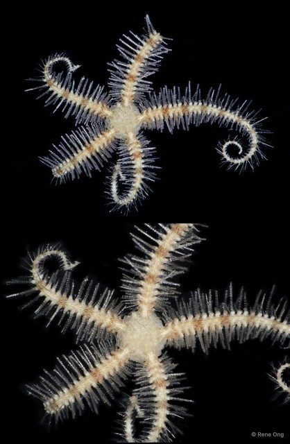 Ophiothrix (Ophiothrix) sp. "15"•&copy; Rene Ong•All Rights Reserved