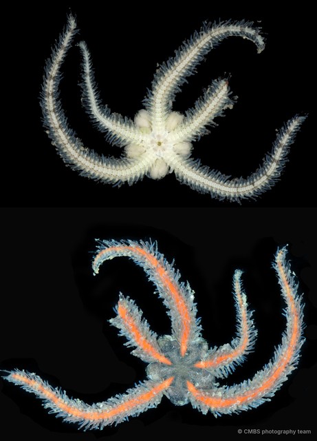 Ophiothrix (Ophiothrix) sp. "16"•&copy; CMBS photography team•All Rights Reserved