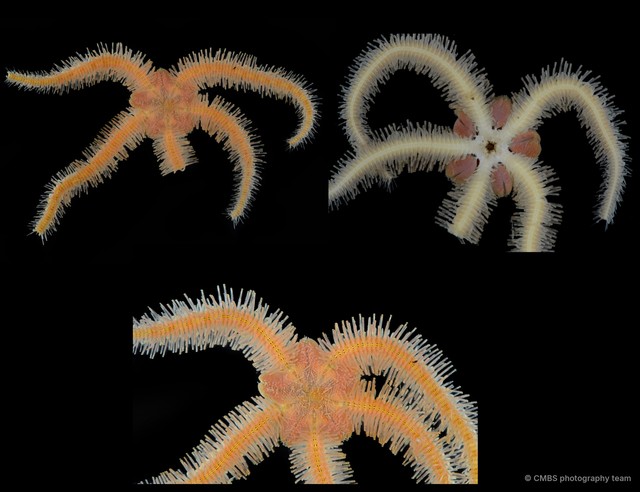 Ophiothrix (Ophiothrix) sp. "17"•&copy; CMBS photography team•All Rights Reserved