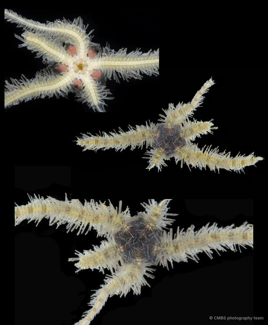 Ophiothrix (Ophiothrix) sp. "18"•&copy; CMBS photography team•All Rights Reserved