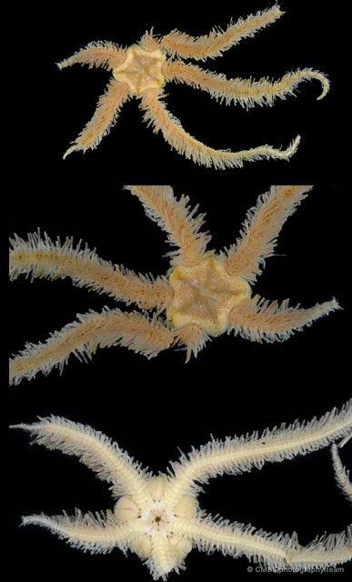 Ophiothrix (Ophiothrix) sp. "19"•&copy; CMBS photography team•All Rights Reserved