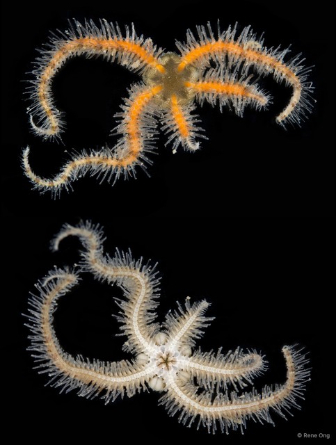 Ophiothrix (Ophiothrix) sp. "2"•&copy; Rene Ong•All Rights Reserved