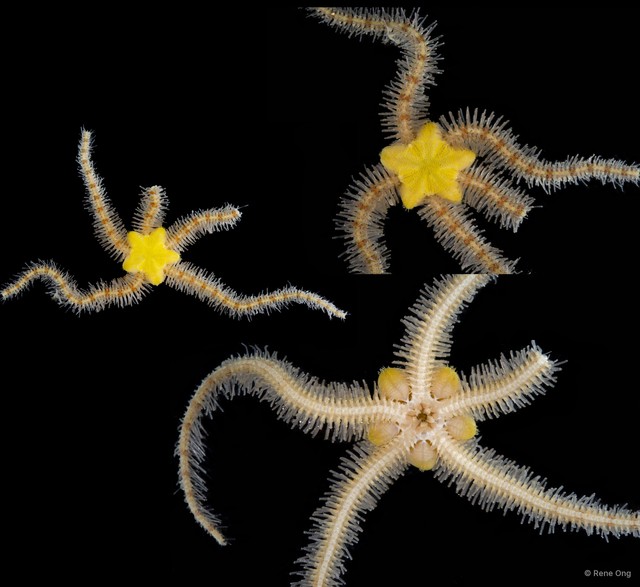Ophiothrix sp. "2"•&copy; Rene Ong•All Rights Reserved