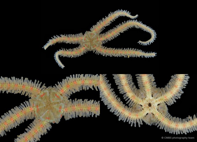 Ophiothrix (Ophiothrix) sp. "20"•&copy; CMBS photography team•All Rights Reserved
