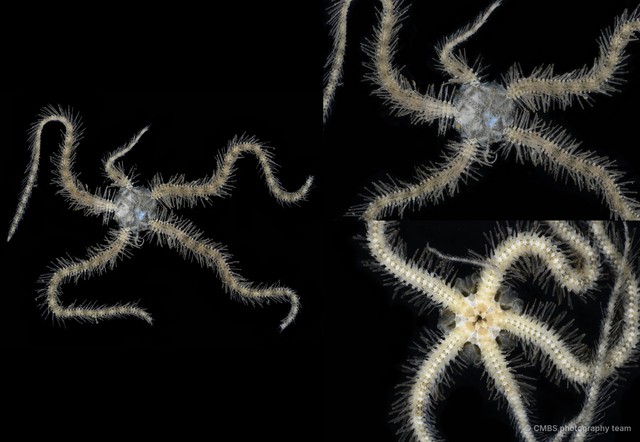 Ophiothrix (Ophiothrix) sp. "21"•&copy; CMBS photography team•All Rights Reserved