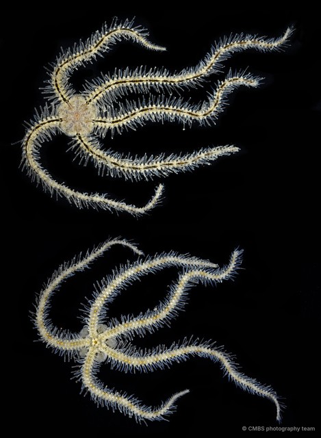 Ophiothrix (Ophiothrix) sp. "22"•&copy; CMBS photography team•All Rights Reserved