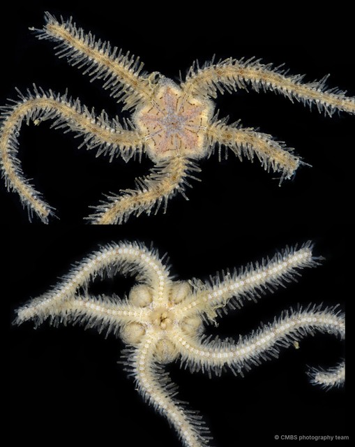 Ophiothrix (Ophiothrix) sp. "23"•&copy; CMBS photography team•All Rights Reserved