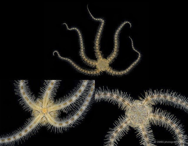 Ophiothrix (Ophiothrix) sp. "24"•&copy; CMBS photography team•All Rights Reserved