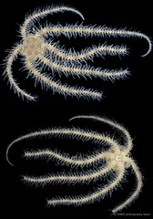 Ophiothrix (Ophiothrix) sp. "25"