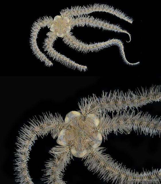 Ophiothrix (Ophiothrix) sp. "26"•&copy; CMBS photography team•All Rights Reserved