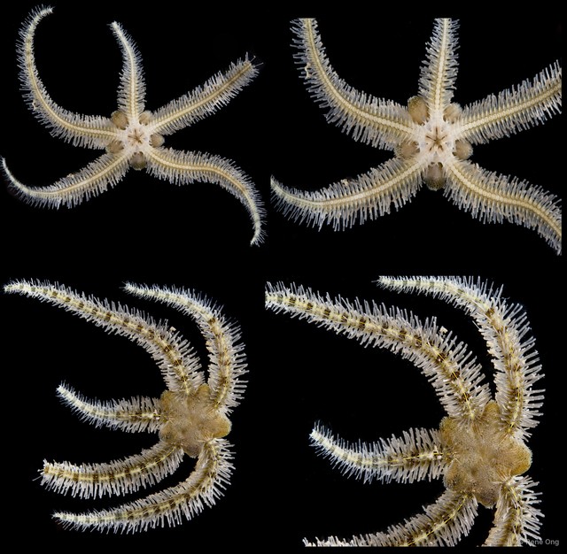 Ophiothrix (Ophiothrix) sp. "27"•&copy; Rene Ong•All Rights Reserved
