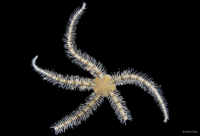 Ophiothrix (Ophiothrix) sp. "28"•&copy; Rene Ong•All Rights Reserved