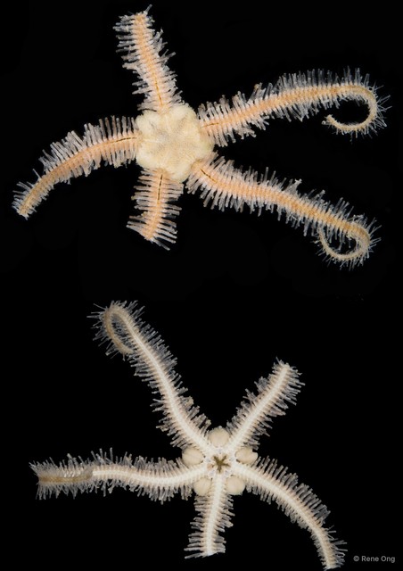 Ophiothrix (Ophiothrix) sp. "3"•&copy; Rene Ong•All Rights Reserved