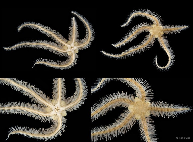 Ophiothrix (Ophiothrix) sp. "6"•&copy; Rene Ong•All Rights Reserved