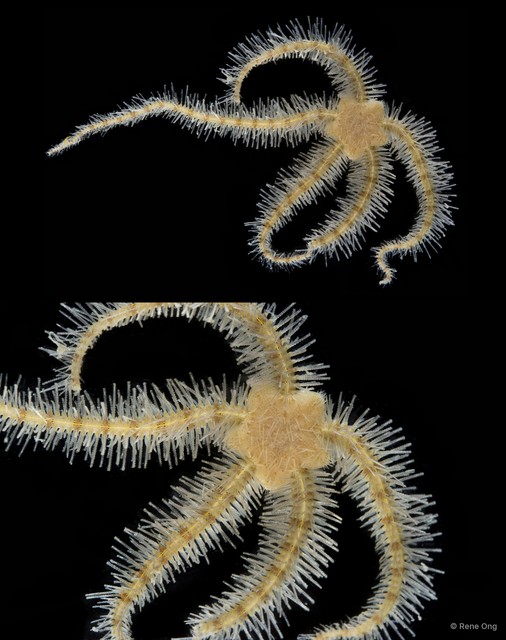 Ophiothrix (Ophiothrix) sp. "7"•&copy; Rene Ong•All Rights Reserved