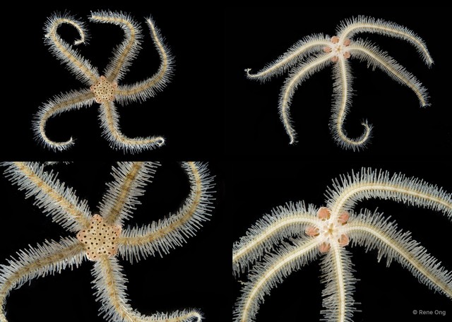 Ophiothrix (Ophiothrix) sp. "8"•&copy; Rene Ong•All Rights Reserved