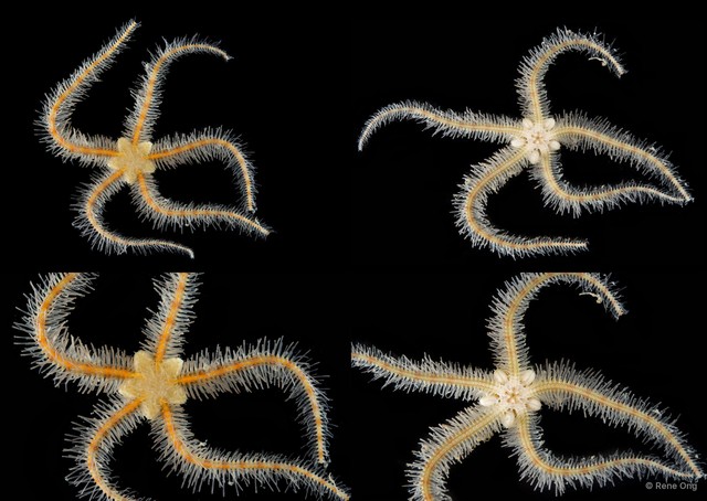 Ophiothrix (Ophiothrix) sp. "9"•&copy; Rene Ong•All Rights Reserved