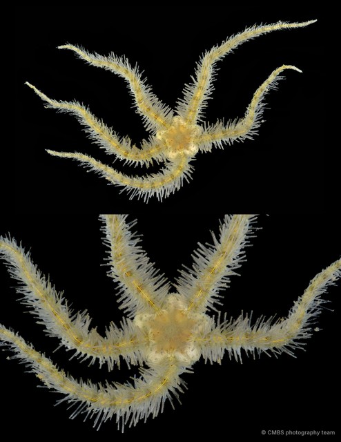 Ophiothrix (Ophiothrix) ciliaris•&copy; CMBS photography team•All Rights Reserved