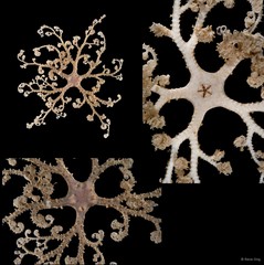 Euryale sp. "cf. aspera"•&copy; Rene Ong•All Rights Reserved
