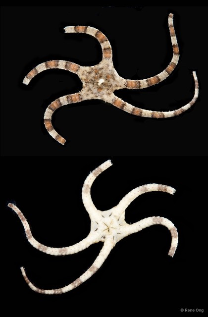 Ophiodyscrita sp. "SEA-9566"•&copy; Rene Ong•All Rights Reserved